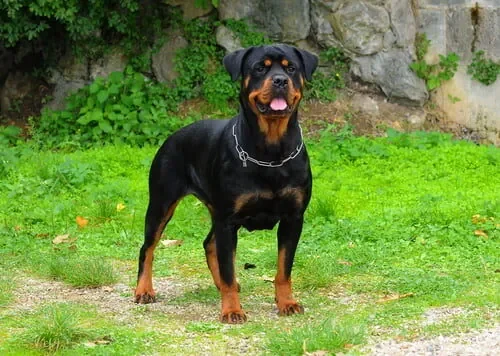 Perro rottweiler: características, temperamento y cuidados