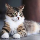 ¿Cuántos años vive un gato? Esperanza de vida de los felinos