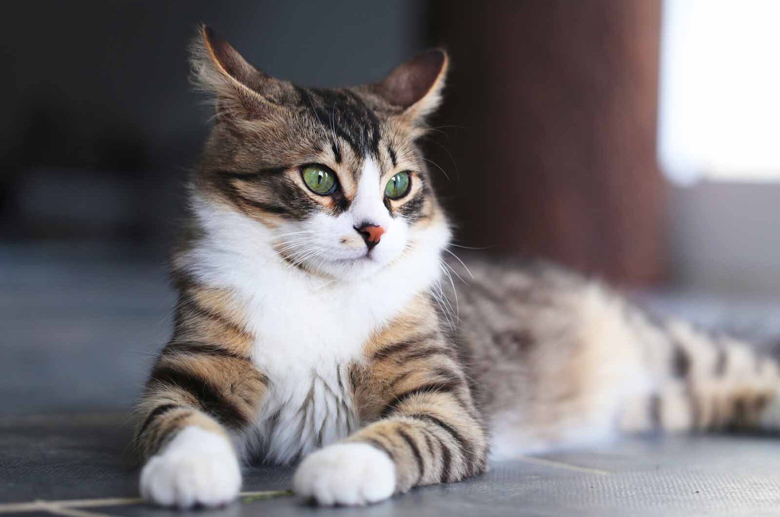 ¿Cuántos años vive un gato? Esperanza de vida de los felinos