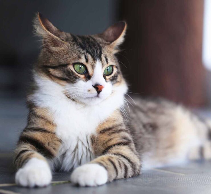 ¿Cuántos años vive un gato? Esperanza de vida de los felinos