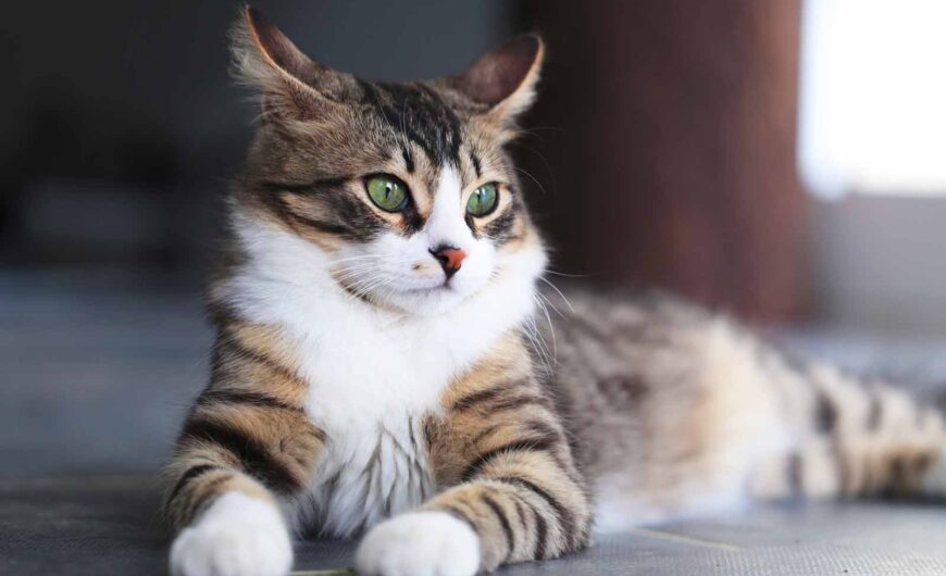 ¿Cuántos años vive un gato? Esperanza de vida de los felinos