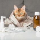 Calicivirus felino: qué es y qué síntomas tiene