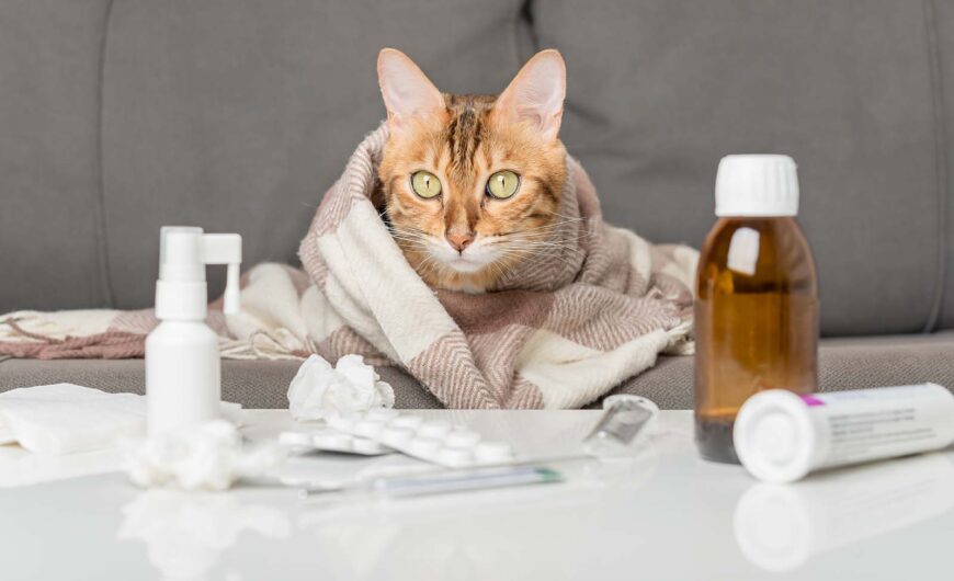Calicivirus felino: qué es y qué síntomas tiene