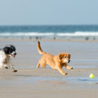 Consejos para ir a la playa con perros