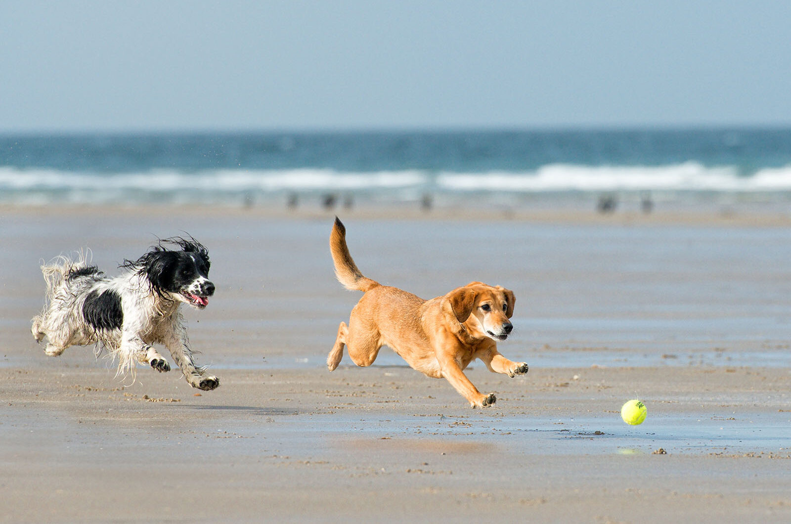 Consejos para ir a la playa con perros