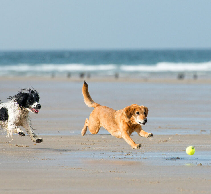 Consejos para ir a la playa con perros