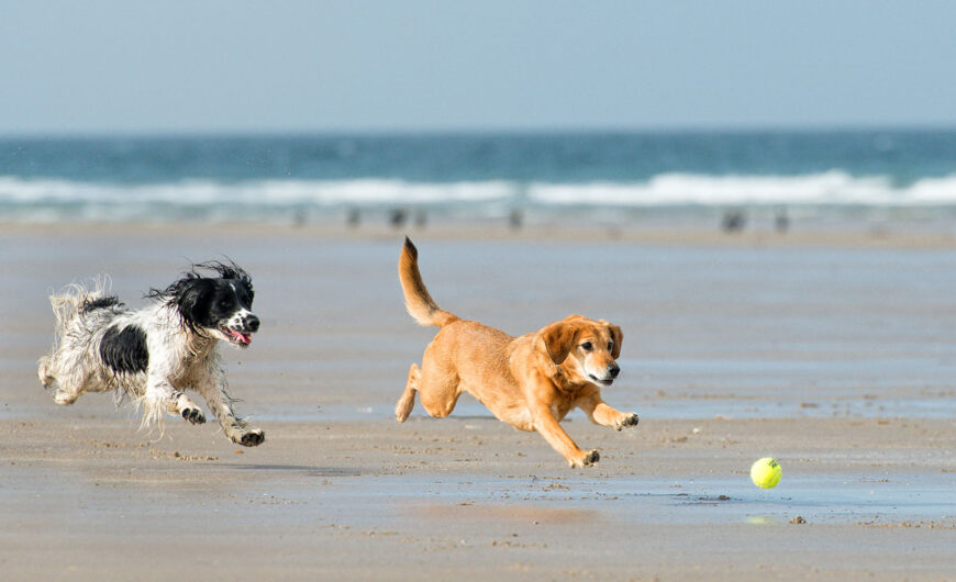 Consejos para ir a la playa con perros