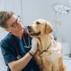 Síntomas de obstrucción intestinal en perros: qué es un fecaloma
