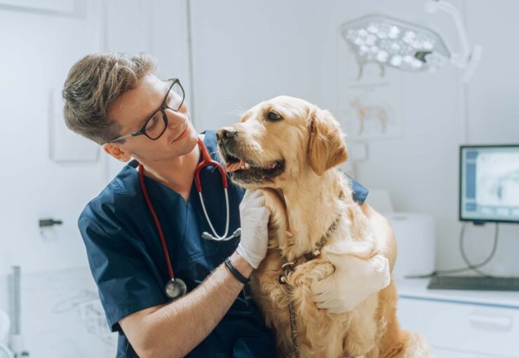 Síntomas de obstrucción intestinal en perros: qué es un fecaloma