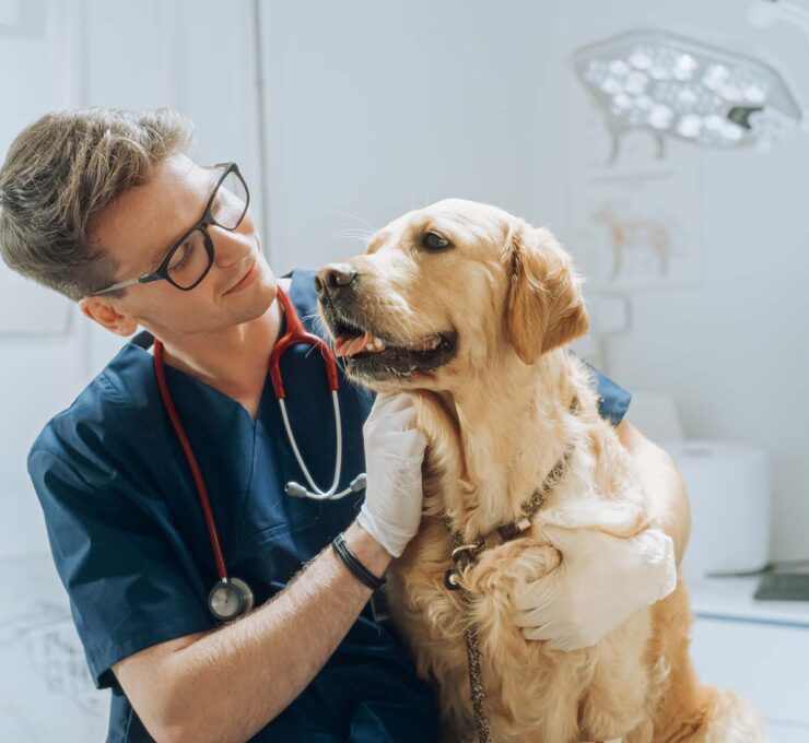 Síntomas de obstrucción intestinal en perros: qué es un fecaloma
