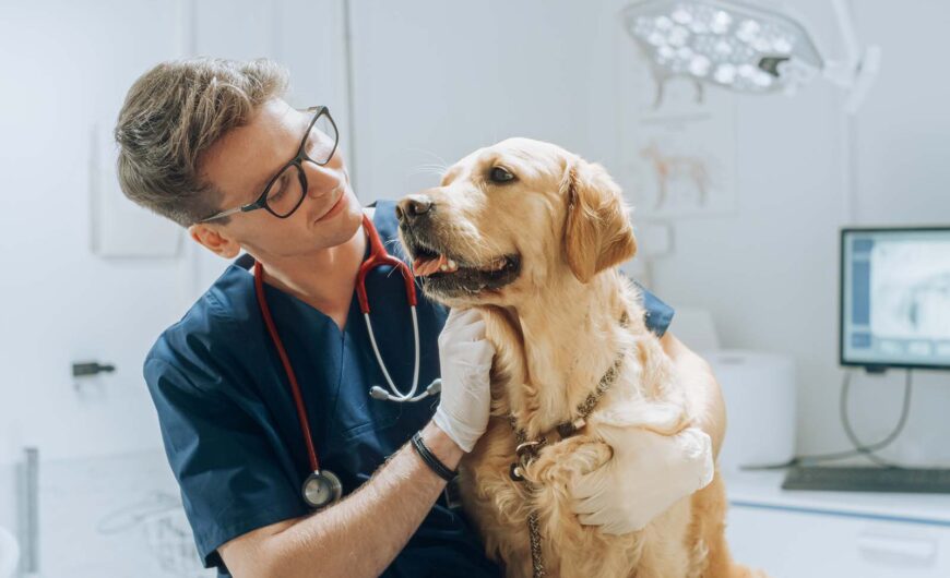 Síntomas de obstrucción intestinal en perros: qué es un fecaloma