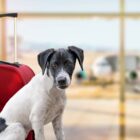 ¿Qué documentos necesito para viajar con mi mascota?