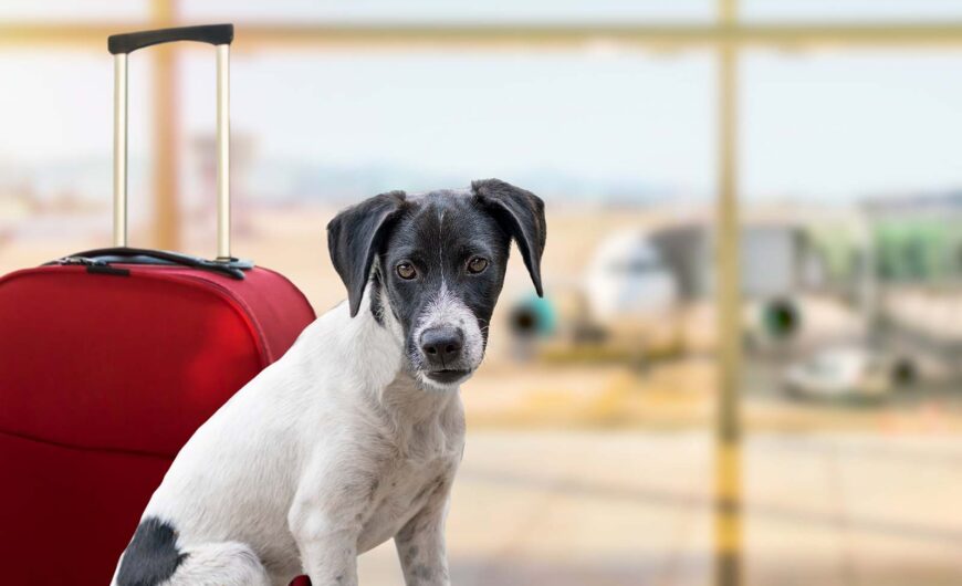 ¿Qué documentos necesito para viajar con mi mascota?