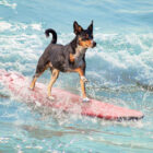 DingoDog Surf 2025 llega a Suances: deporte, solidaridad y amor por los animales