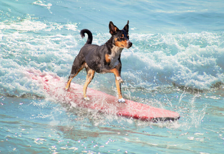 DingoDog Surf 2025 llega a Suances: deporte, solidaridad y amor por los animales