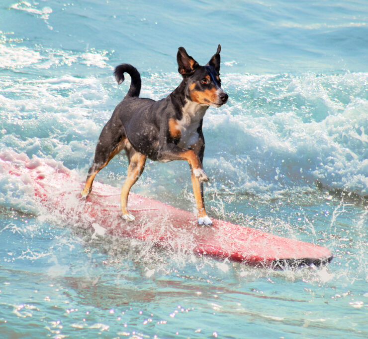 DingoDog Surf 2025 llega a Suances: deporte, solidaridad y amor por los animales