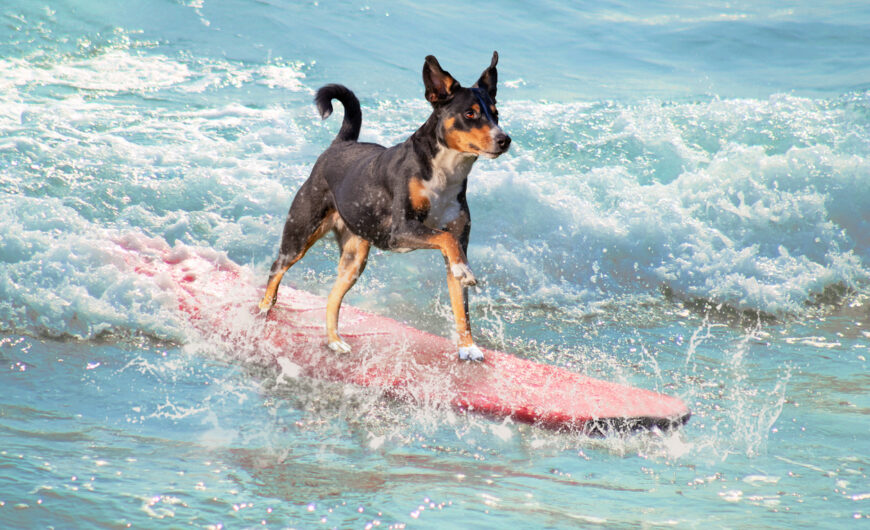 DingoDog Surf 2025 llega a Suances: deporte, solidaridad y amor por los animales