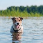 Cómo refrescar a tu perro en verano: 10 consejos