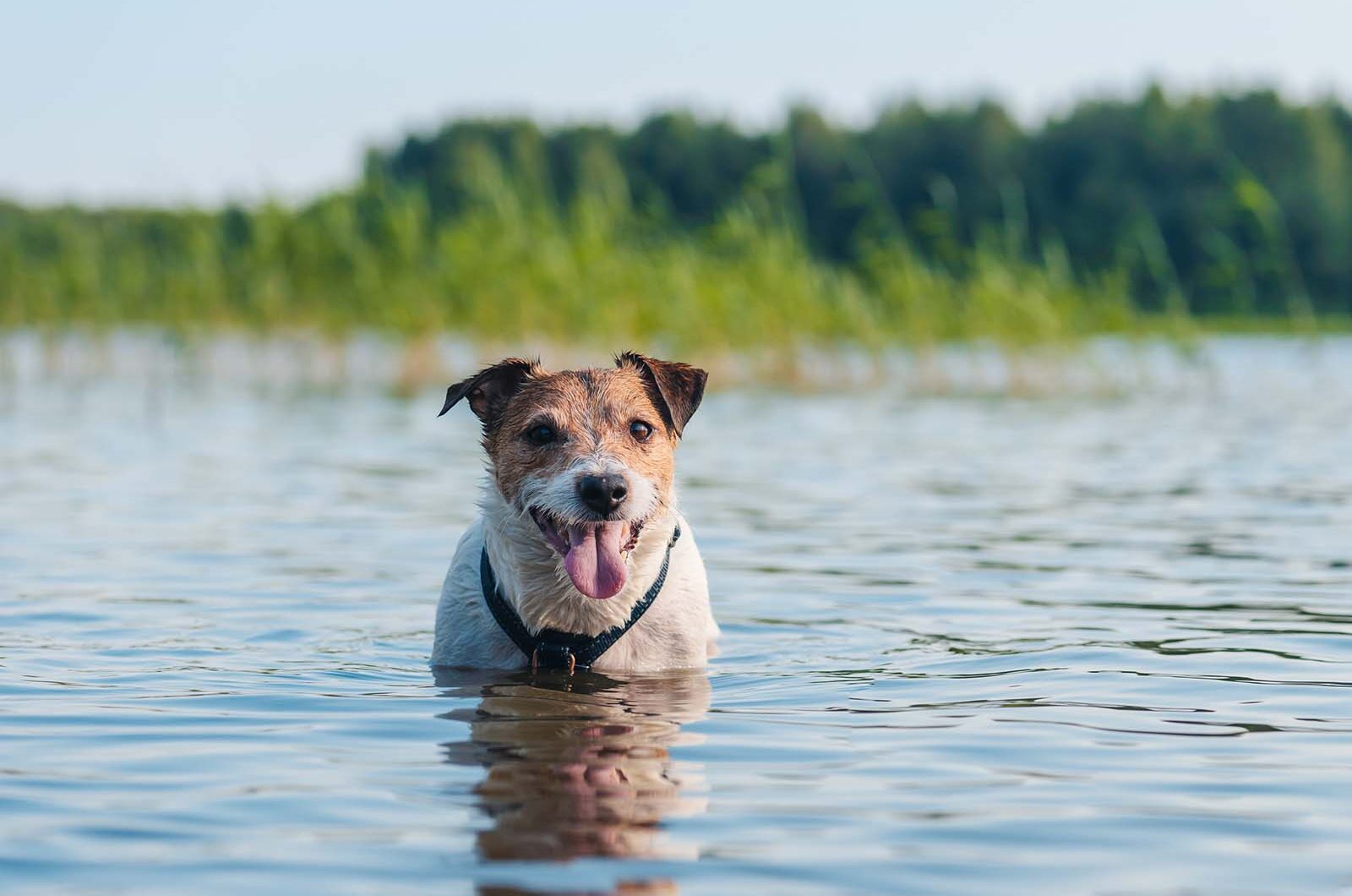 Cómo refrescar a tu perro en verano: 10 consejos