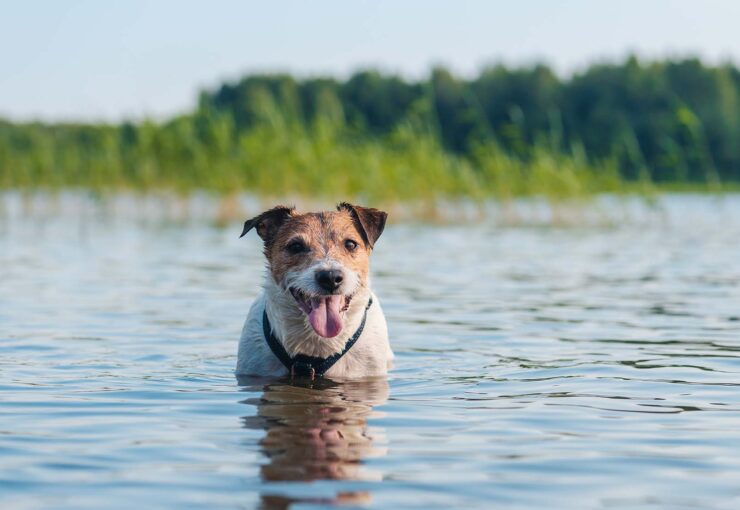 Cómo refrescar a tu perro en verano: 10 consejos