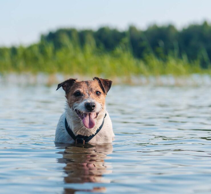 Cómo refrescar a tu perro en verano: 10 consejos