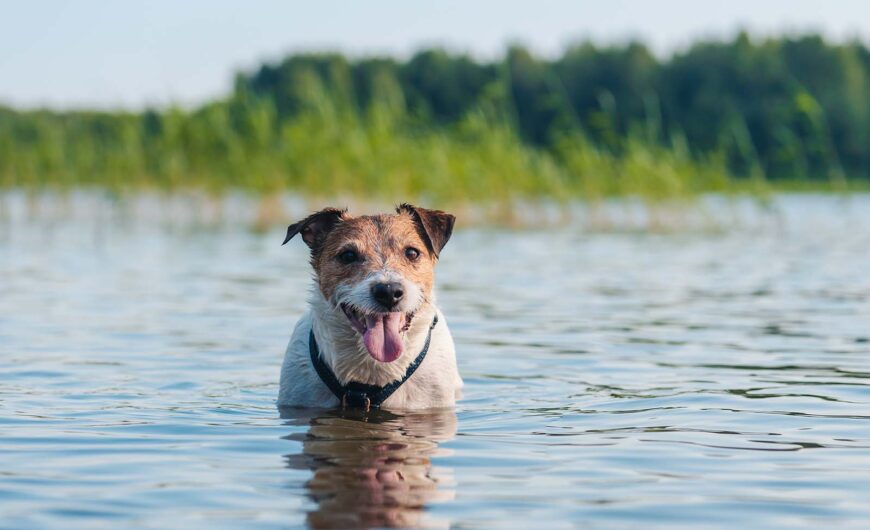 Cómo refrescar a tu perro en verano: 10 consejos