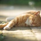 Golpe de calor en gatos: síntomas, efectos y tratamiento