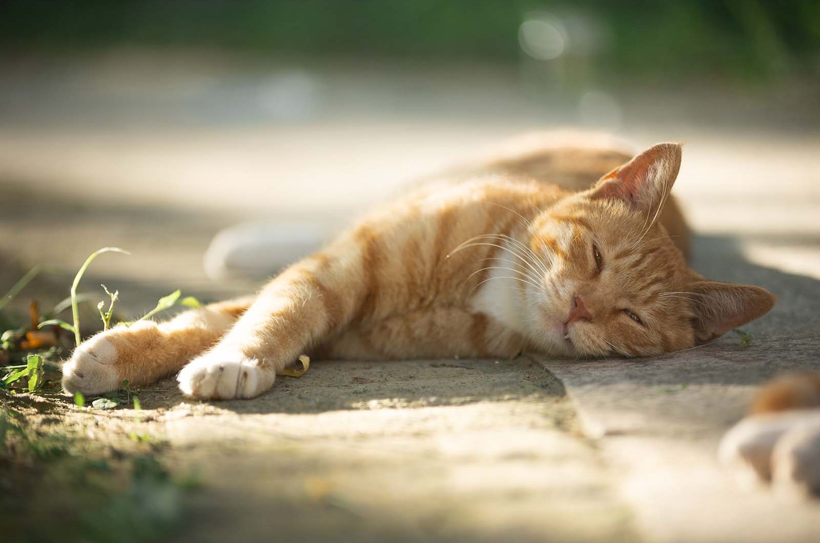 Golpe de calor en gatos: síntomas, efectos y tratamiento