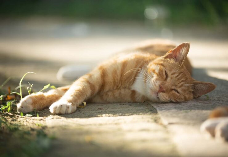 Golpe de calor en gatos: síntomas, efectos y tratamiento