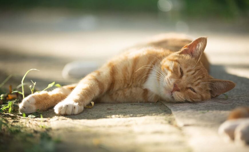 Golpe de calor en gatos: síntomas, efectos y tratamiento
