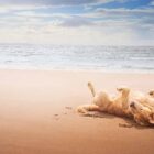 Mejores playas para perros en España 2025