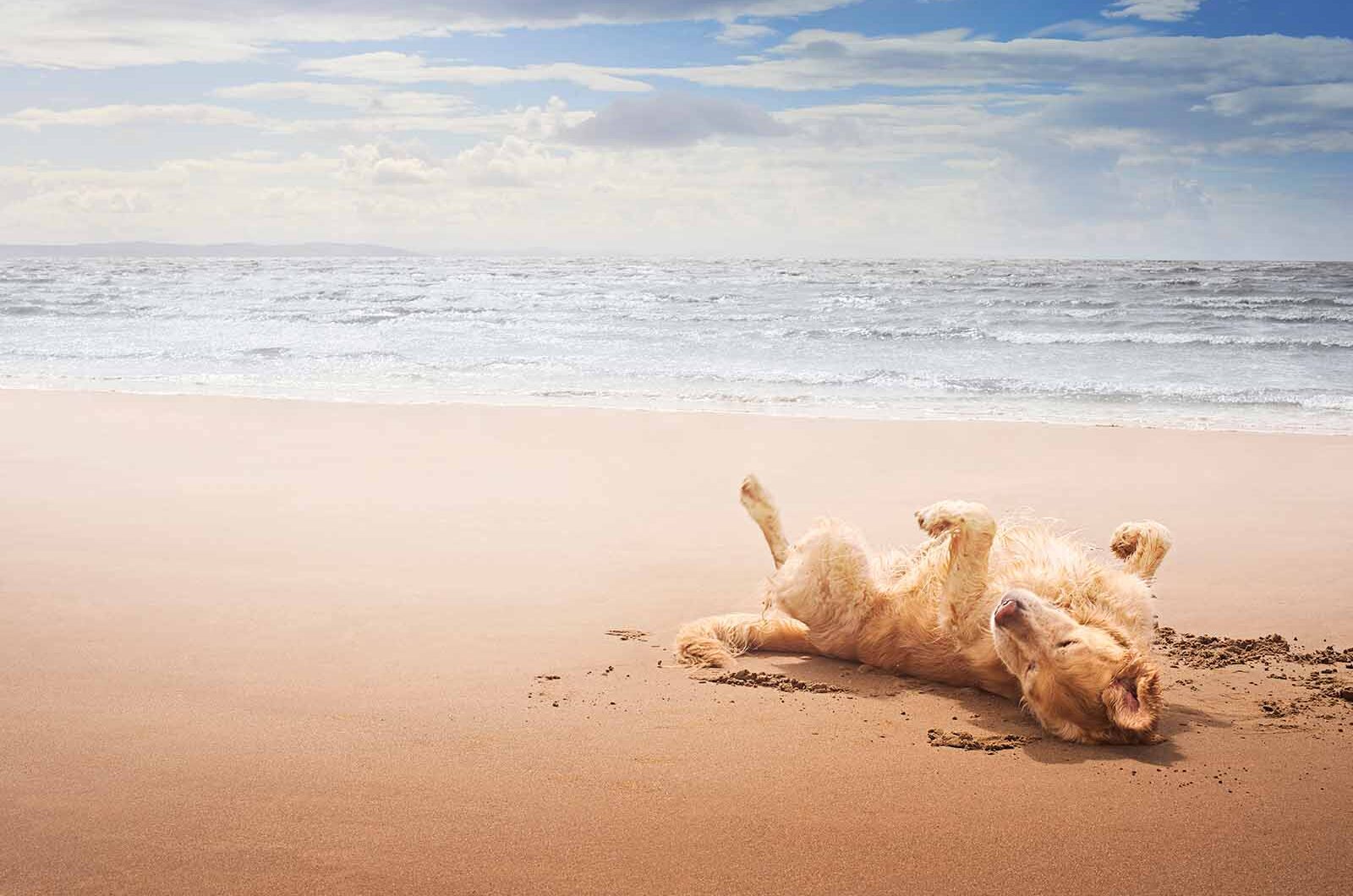 Mejores playas para perros en España 2025