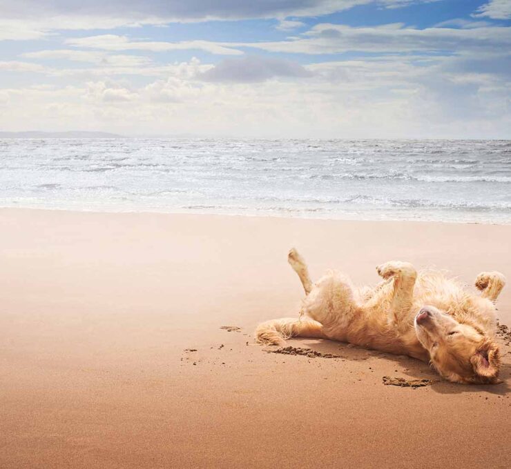 Mejores playas para perros en España 2025