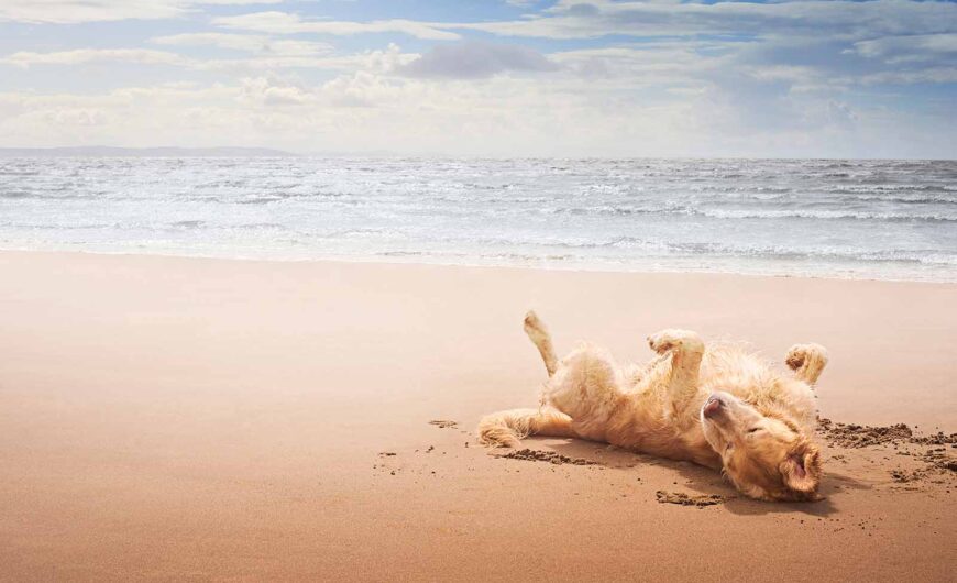 Mejores playas para perros en España 2025