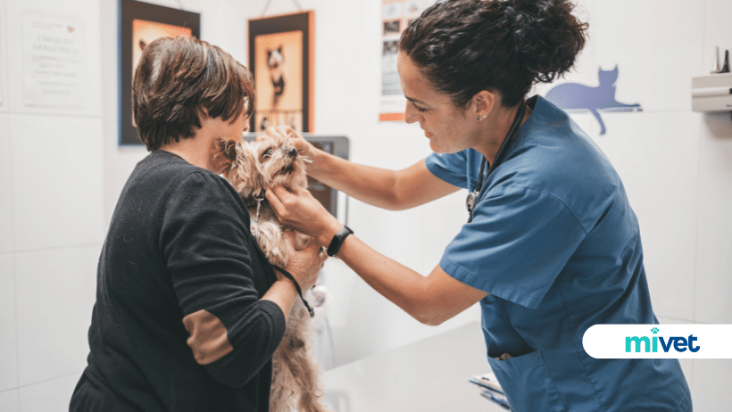 Hospital Veterinario Avenida