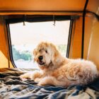 10 destinos para viajar con perros dentro y fuera de España