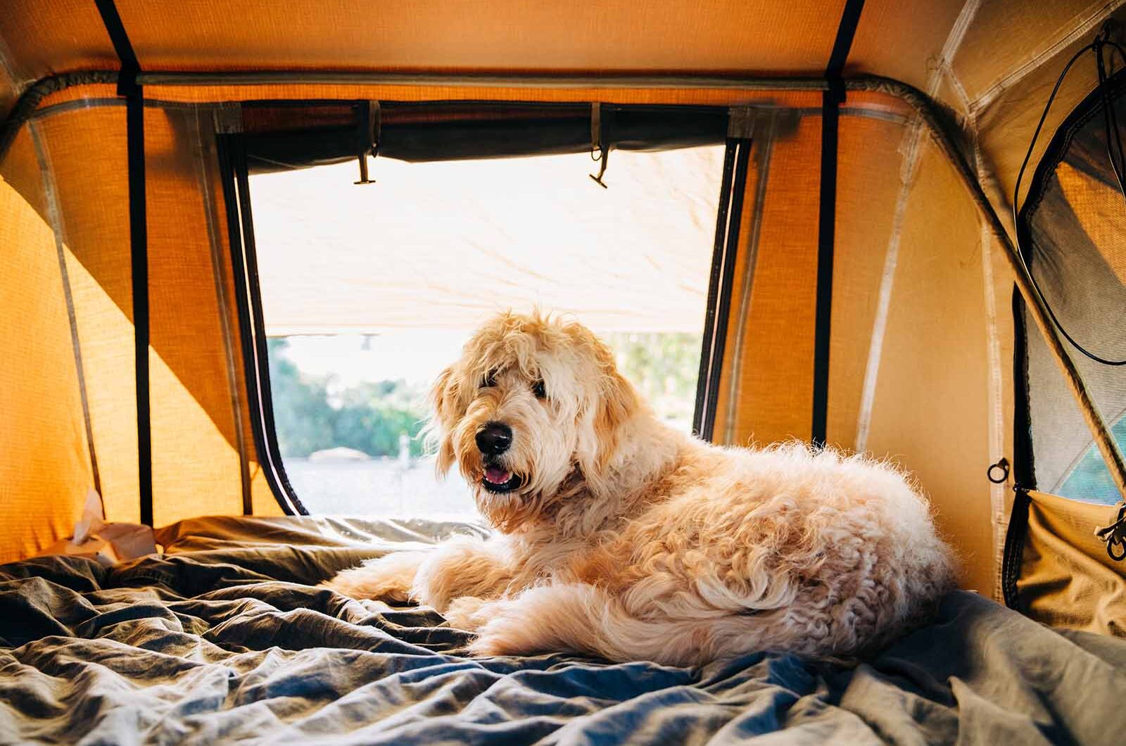 10 destinos para viajar con perros dentro y fuera de España