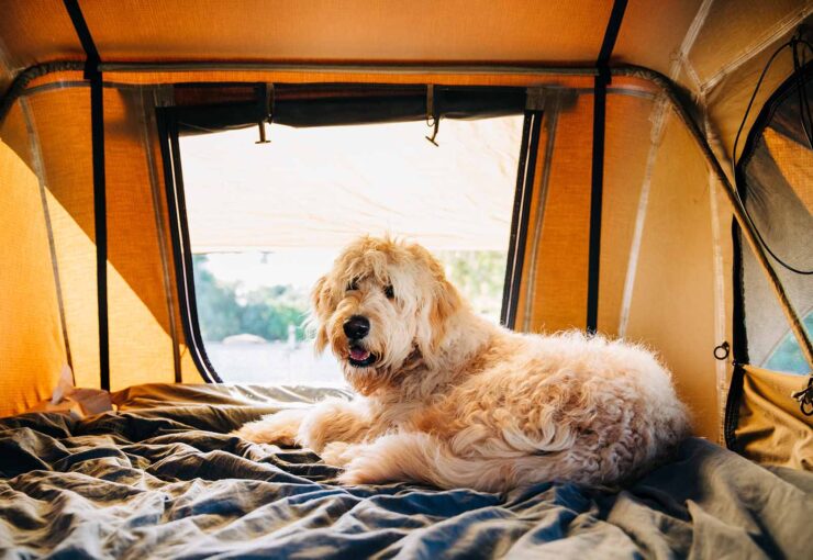10 destinos para viajar con perros dentro y fuera de España
