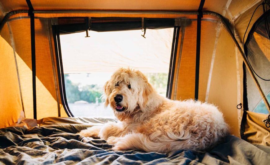 10 destinos para viajar con perros dentro y fuera de España