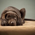 Intoxicaciones en perros y gatos, qué son, cómo se producen y cómo actuar