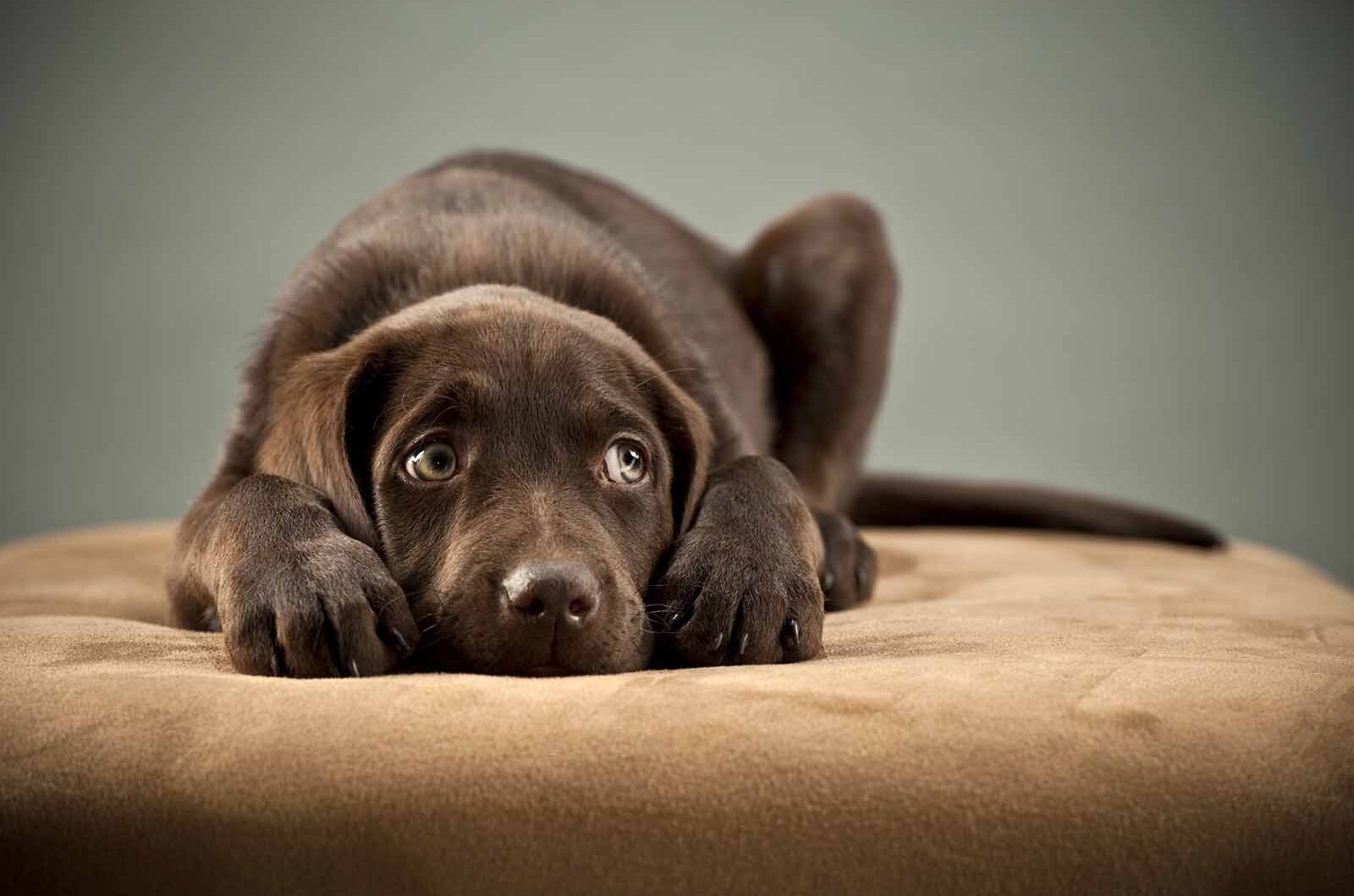 Intoxicaciones en perros y gatos, qué son, cómo se producen y cómo actuar