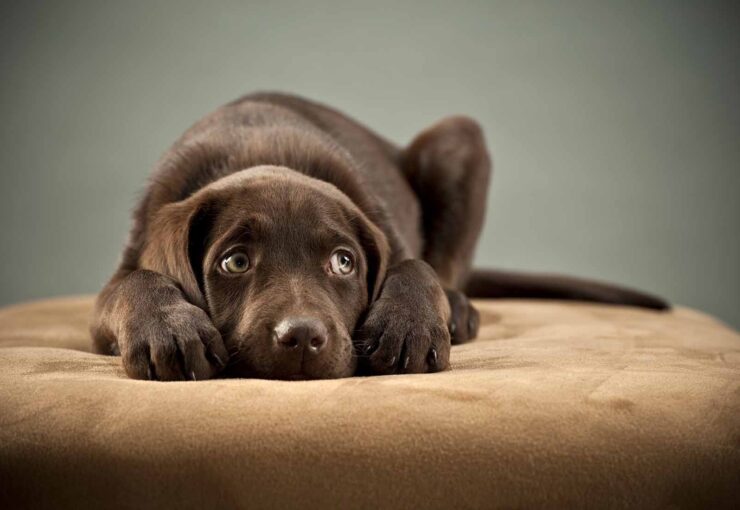 Intoxicaciones en perros y gatos, qué son, cómo se producen y cómo actuar