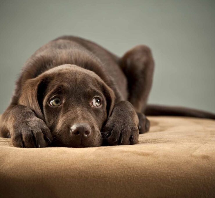 Intoxicaciones en perros y gatos, qué son, cómo se producen y cómo actuar