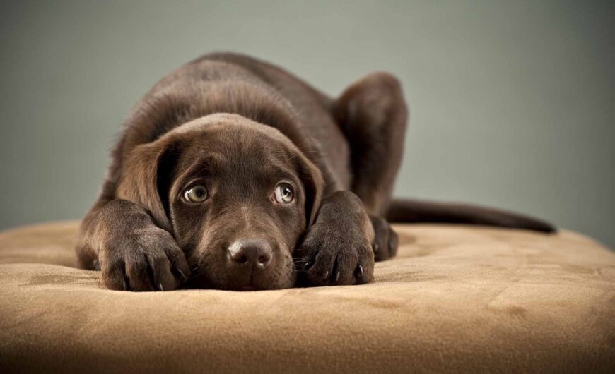Intoxicaciones en perros y gatos, qué son, cómo se producen y cómo actuar