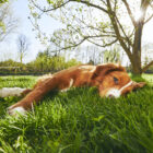 ¿Por qué mi perro se pone tumbado al sol en verano?