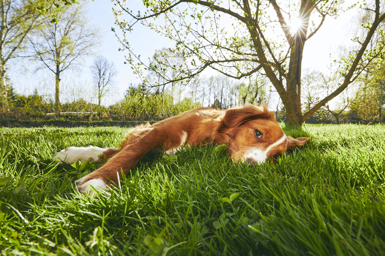 ¿Por qué mi perro se pone tumbado al sol en verano?