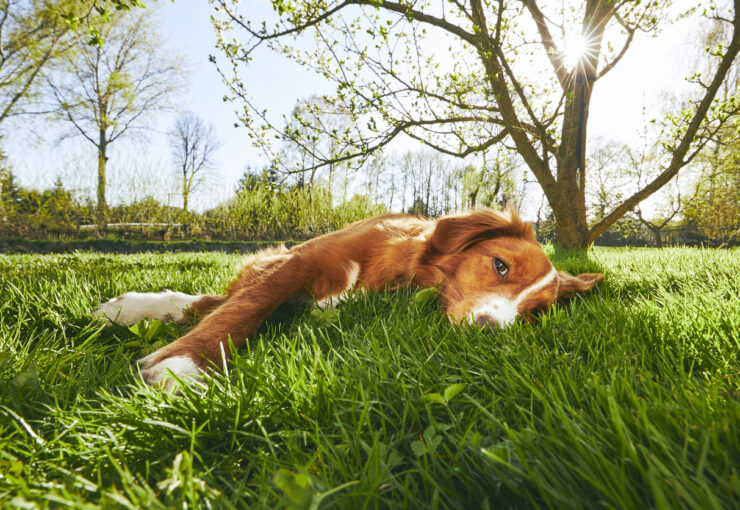 ¿Por qué mi perro se pone tumbado al sol en verano?