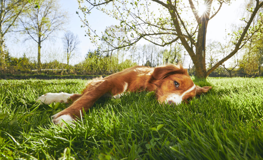 ¿Por qué mi perro se pone tumbado al sol en verano?