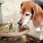 ¿Por qué mi perro bebe mucha agua?