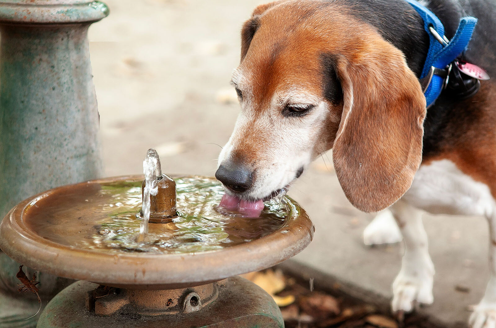 ¿Por qué mi perro bebe mucha agua?